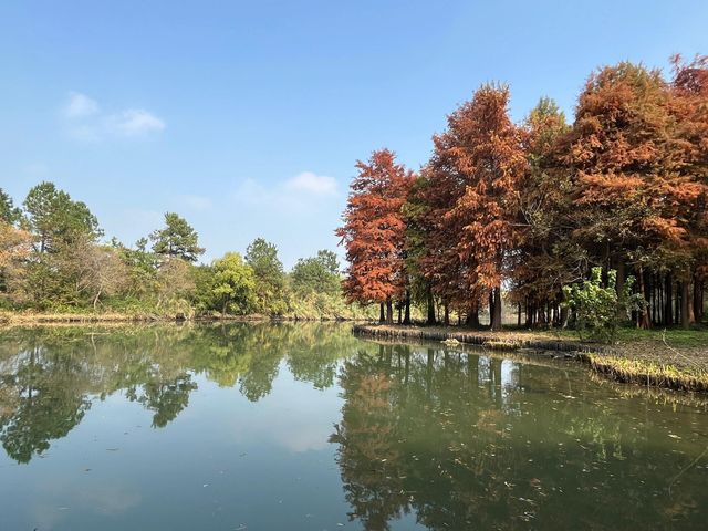 西溪濕地｜青雲忽度西溪水，溪畔梅花從此始