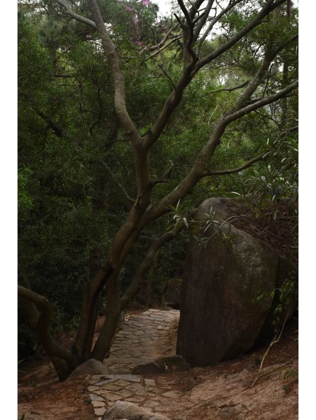 廈門蘑菇嶺到底是什麼神仙寶藏啊