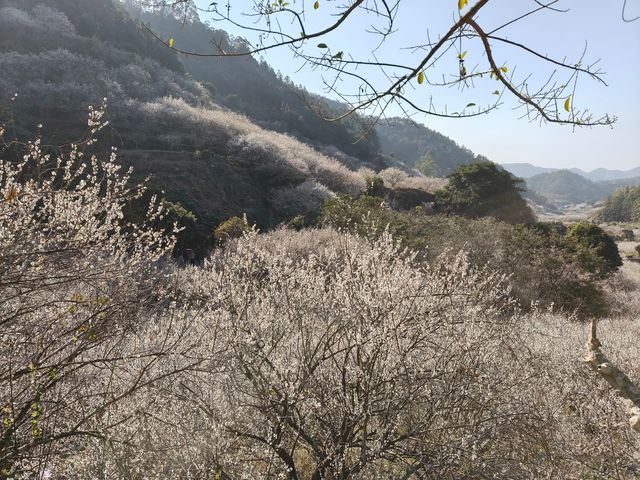 雲浮江門賞花2天遊