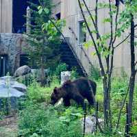 初北海道 旭山動物園へ🐻‍❄️