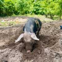 Coconut Beach, pigs roam this Philippines gem 🐖🏖️