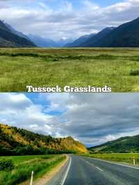 🇳🇿 Grasslands in New Zealand's South Island