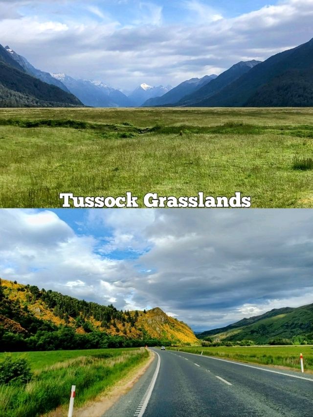 🇳🇿 Grasslands in New Zealand's South Island