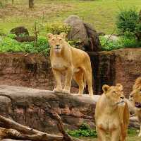 大阪旅遊之～天王寺動物園