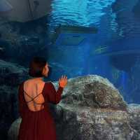 Marine Marvels Await at Sea Life Ocean World, Siam Icon!