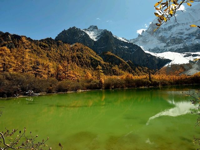 Best Autumn Viewing Experience 2/3 [Xiannairi Snow Mountain, Yading Nature Reserve]