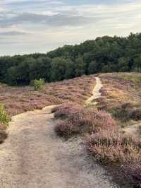 Heather is in Full Bloom at The Veluwe