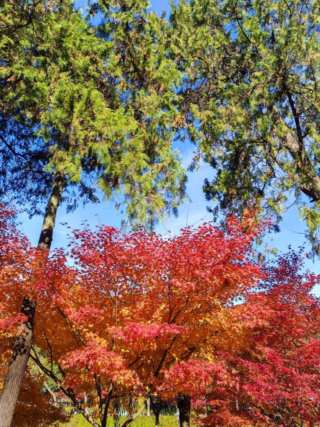 秋天的栖霞山，紅得讓你不敢相信