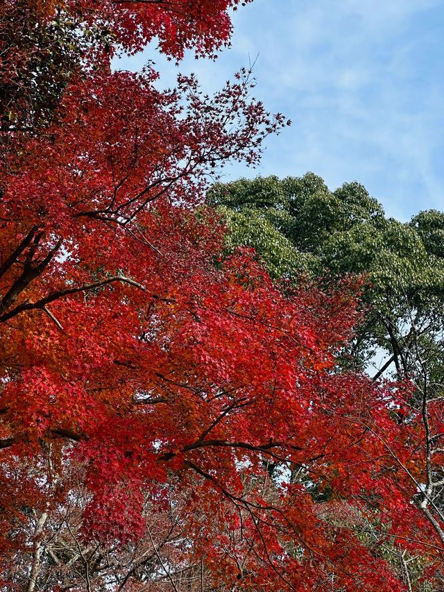 一路繁花日本5日春節攻略 錯過可惜