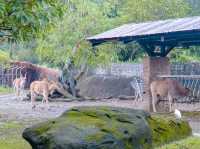 Taipei Zoo: A Wildlife Wonderland