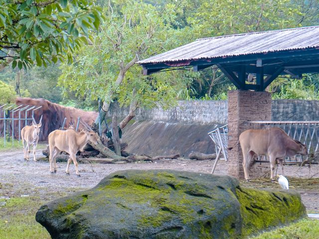 Taipei Zoo: A Wildlife Wonderland