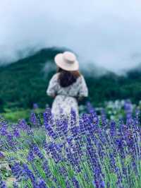 Lake Kawaguchi & Lavender 