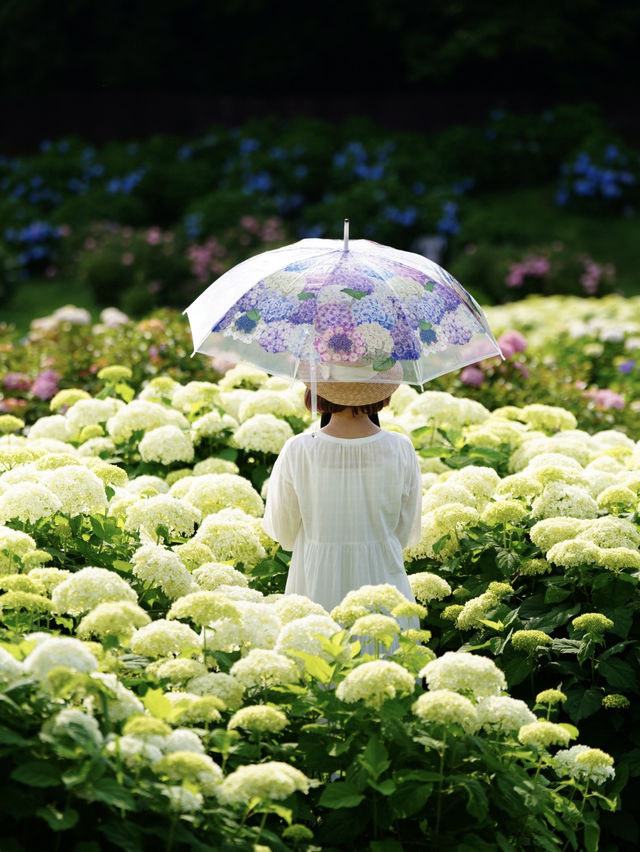 関西最大級の紫陽花☺️💠77000株の紫陽花の海💠☺️