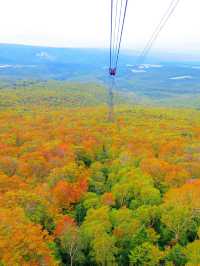 【秋の絶景】紅葉が美しい八甲田ロープウェー🚠⛰🍁