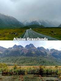 🇳🇿 Grasslands in New Zealand's South Island