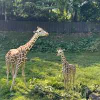 【衝撃】動物との距離が近い