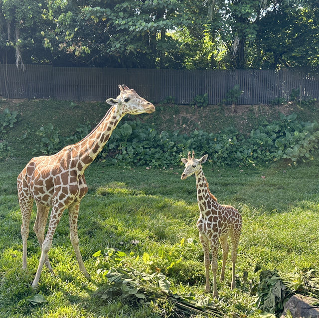 【衝撃】動物との距離が近い