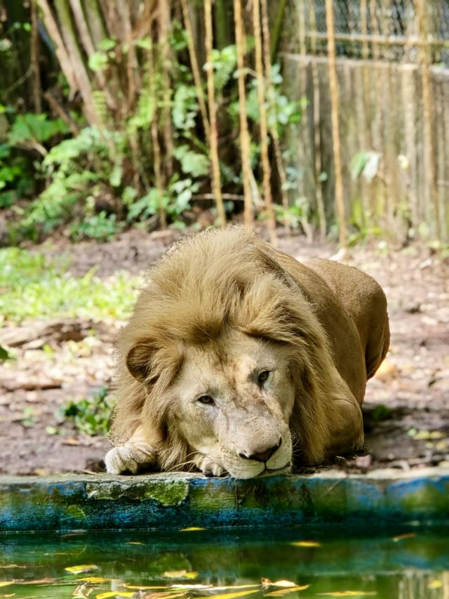 奇趣自然之旅：馬來西亞國家動物園漫遊記