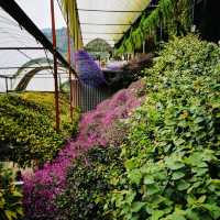 Purple Paradise: A Magical Day at Lavender Garden Cameron Highlands!