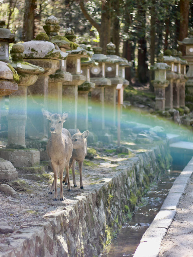 A Magical Encounter with Deer at Kasuga Taisha