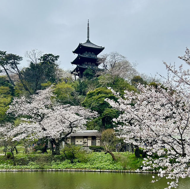 The country of Sakura 🇯🇵 