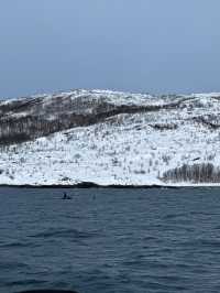 Whale Watching; Must Do in Tromso