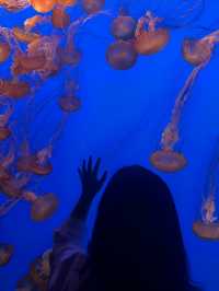 怎麼會有那麼夢幻的水族館！