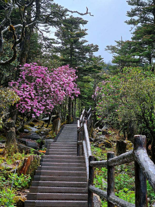 索瑪花開螺髻山