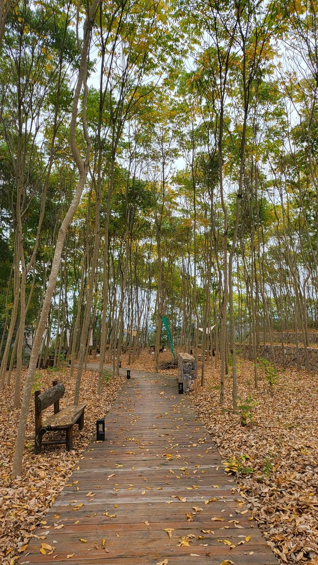 迴音森林～遠離喧囂，感受寧靜舒適的度假旅程。