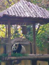 來上海野生動物園吧 這裡的熊貓寶寶超可愛。