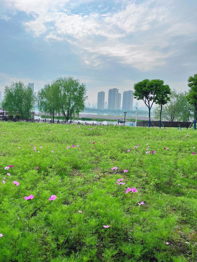 武漢遛娃好去處 | 楊春湖公園：花海中的寶藏樂園