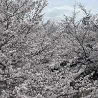 🇯🇵Stunning Place for Sakura in Kyoto🌸