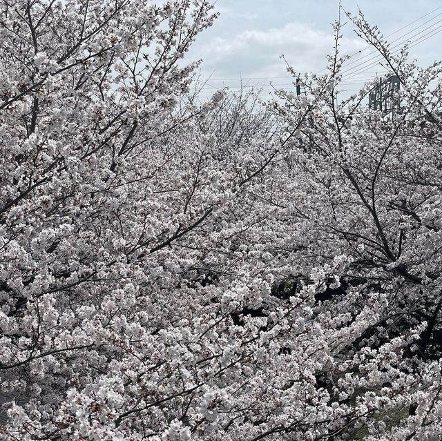 🇯🇵Stunning Place for Sakura in Kyoto🌸