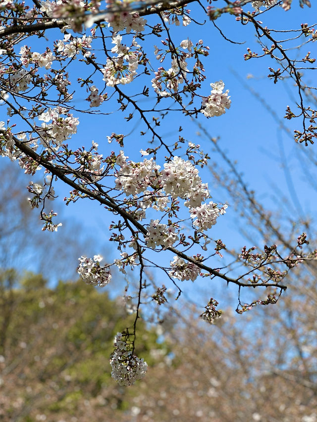 오사카 일본 감성 벚꽃 명당 ‘오사카성 공원‘