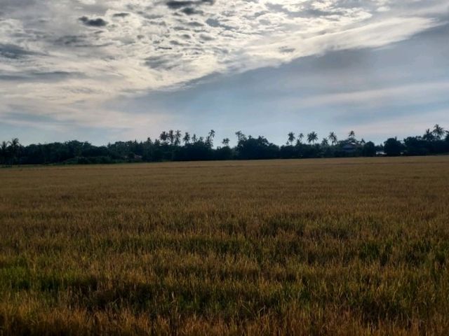 A breathtaking scene of padfy field at Balik Pulau