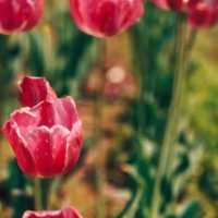 MESMERISING VIEW OF 73 VARIETIES OF TULIPS.