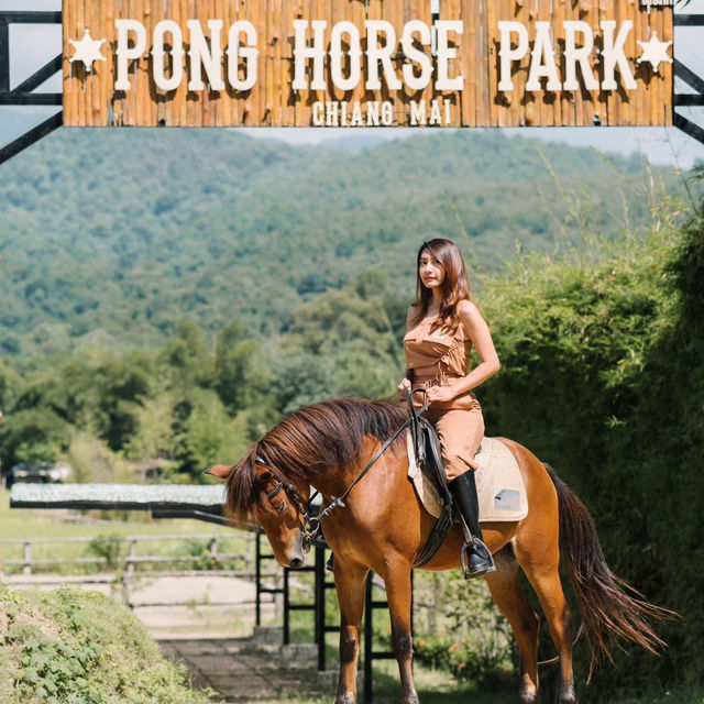 ปงยั้งม้า pong horse park หางดง เชียงใหม่