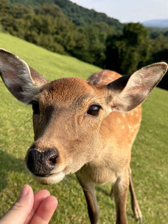 A fantastic visit to the Nara park ❤️