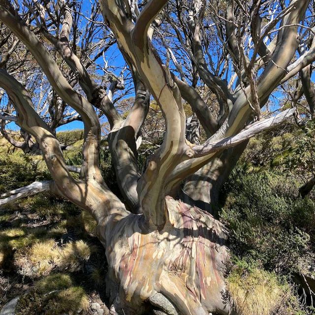 Kosciuszko National Park, New South Wales