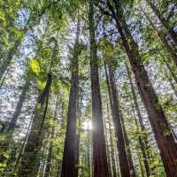 Enchanted Family Adventure at Redwoods Treewalk