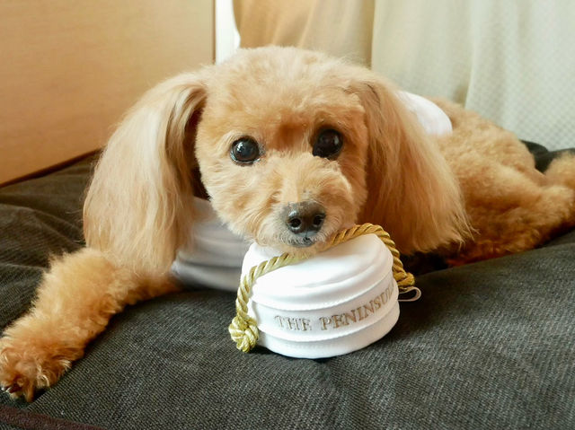 【東京ホテルステイ】愛犬と泊まれる東京の五つ星ホテルへ🐕‍🦺