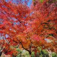 Enjoying Nature at Inokashira Park