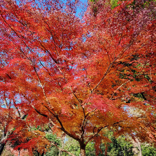 Enjoying Nature at Inokashira Park