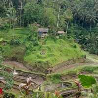 UBUD Rice Terrace - A must Visit 