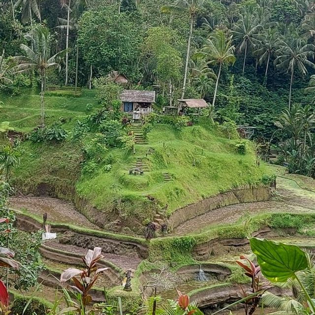 UBUD Rice Terrace - A must Visit 