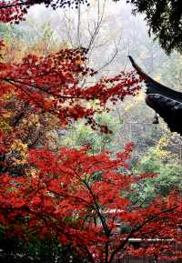 夏日納涼好去處：人少景美清涼山