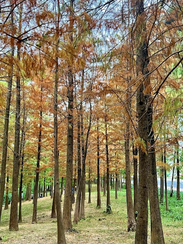 廣州天河區大觀濕地公園|宛如童話世界的入口。