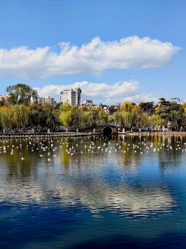 昆明翠湖公園迎來最美觀鷗季