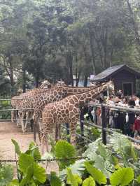 多次遊覽廣州動物園，為您總結的詳盡攻略來啦