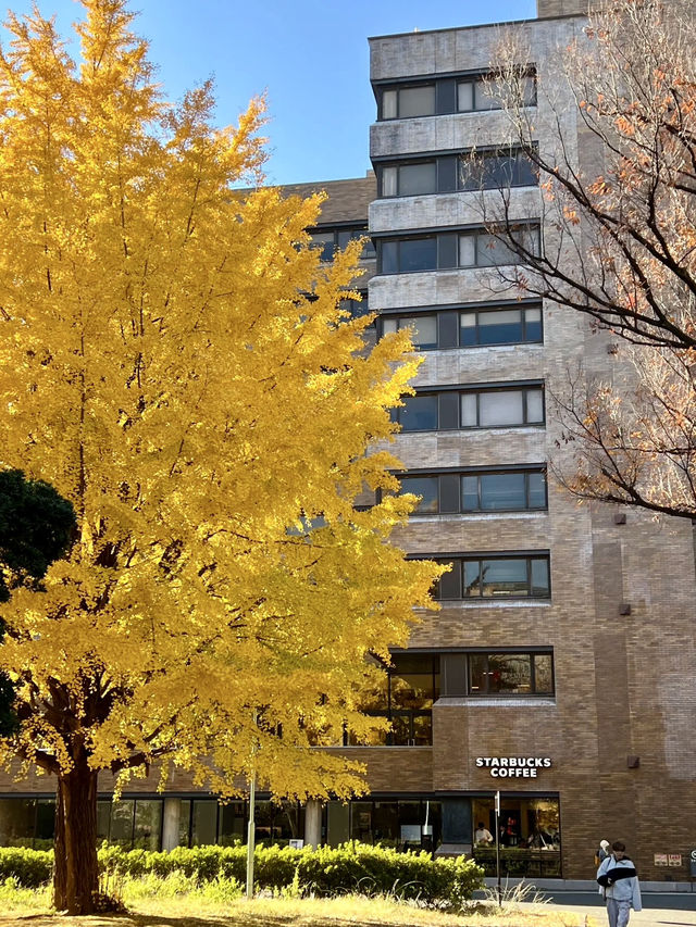 知識與季節的邂逅：東京大學與文藝東京